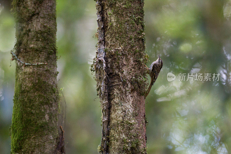 爬树鸟:成年的休谟爬树鸟(Certhia manpurensis)。